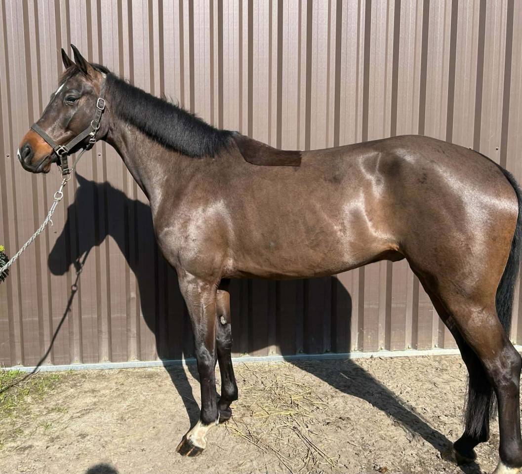 Caballo castrado sBs Caballo de Deporte Belga En venta 2020 Bayo por korado de baudignies