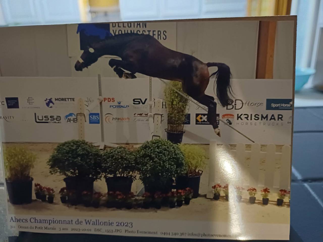 Caballo castrado sBs Caballo de Deporte Belga En venta 2020 Bayo por korado de baudignies