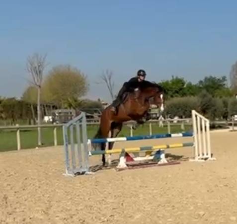 Caballo castrado Oldenburgu&eacute;s En venta 2020 Bayo moreno