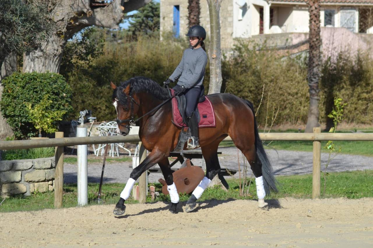 Caballo castrado Oldenburgu&eacute;s En venta 2020 Bayo moreno