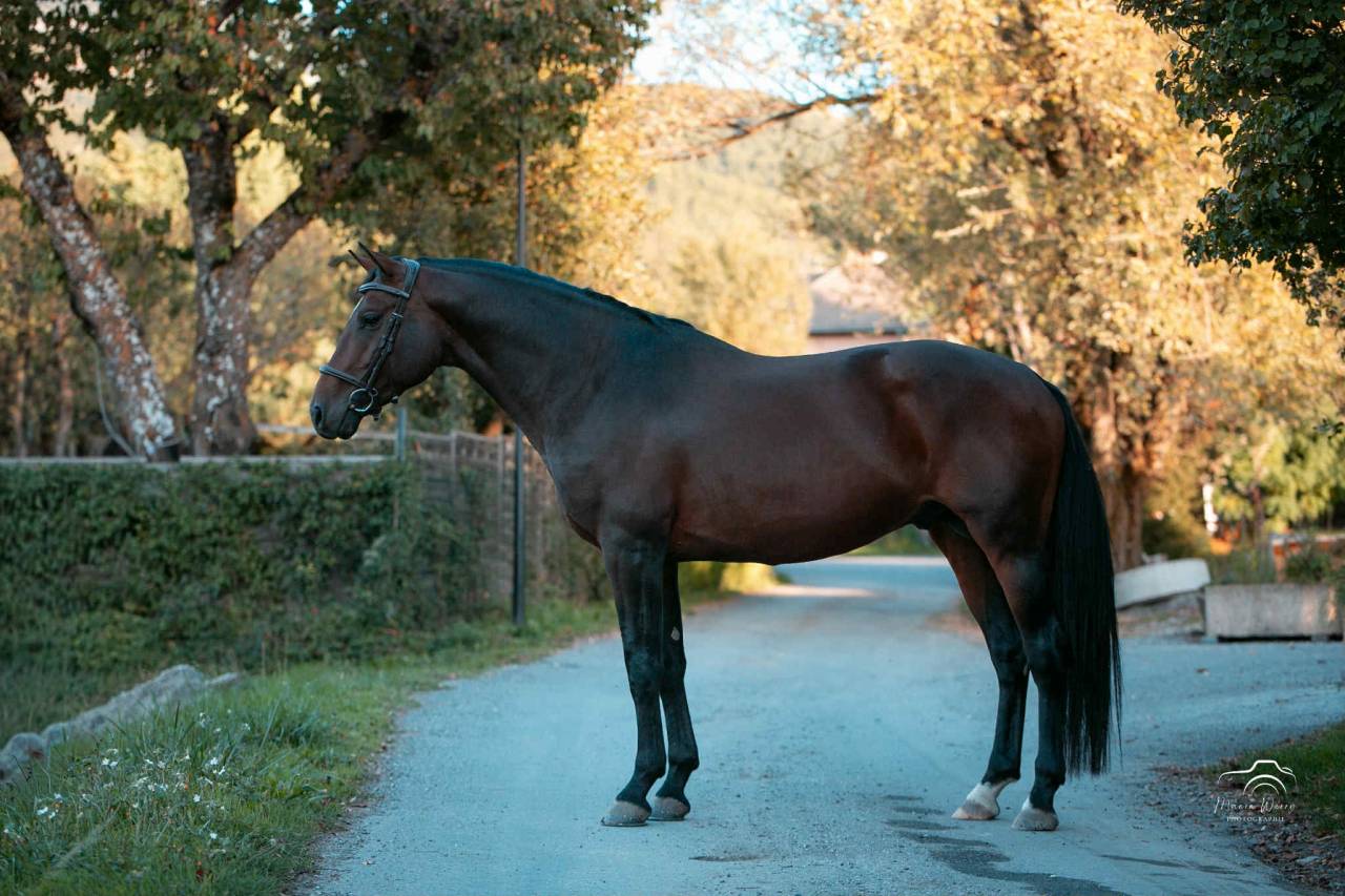 Caballo entero Origine Constat&eacute;e En venta 2020 Bayo moreno