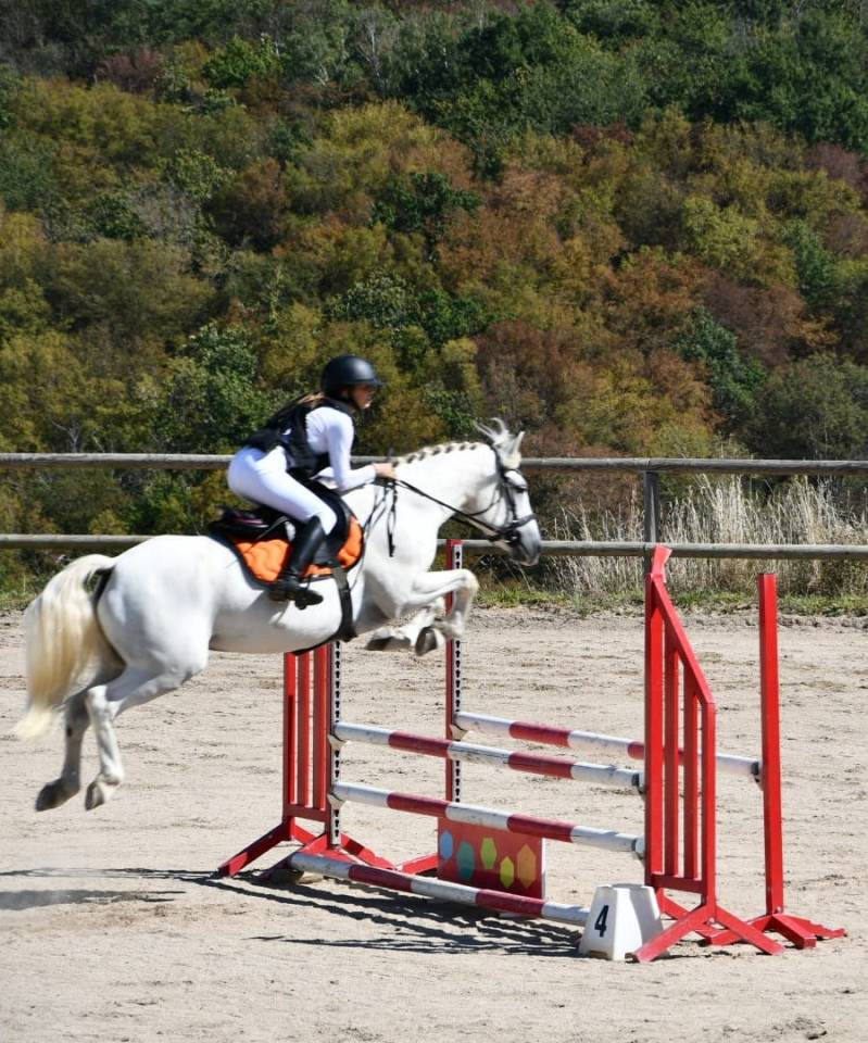Caballo castrado Connemara En venta 2011 Tordo