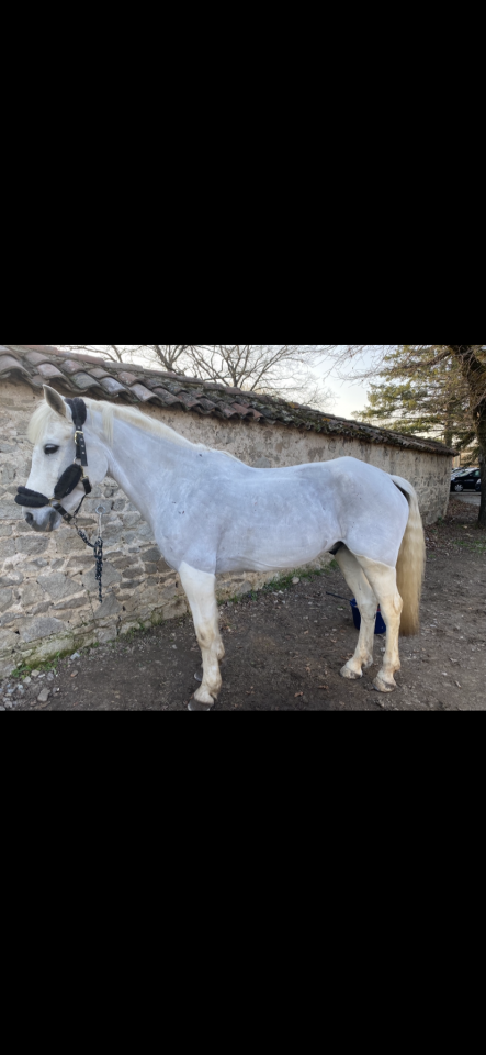 Caballo castrado Connemara En venta 2011 Tordo