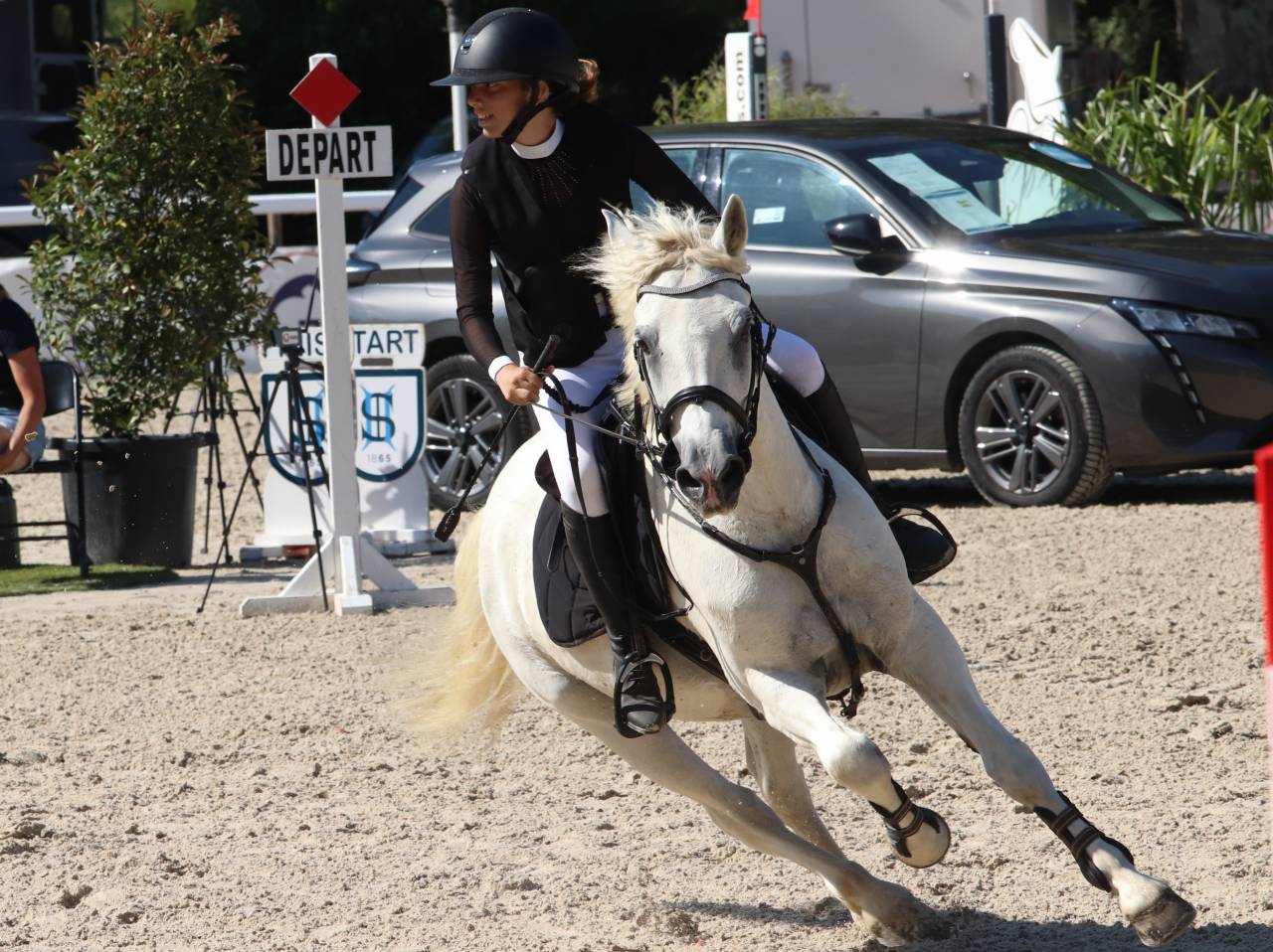 Caballo castrado Connemara En venta 2011 Tordo