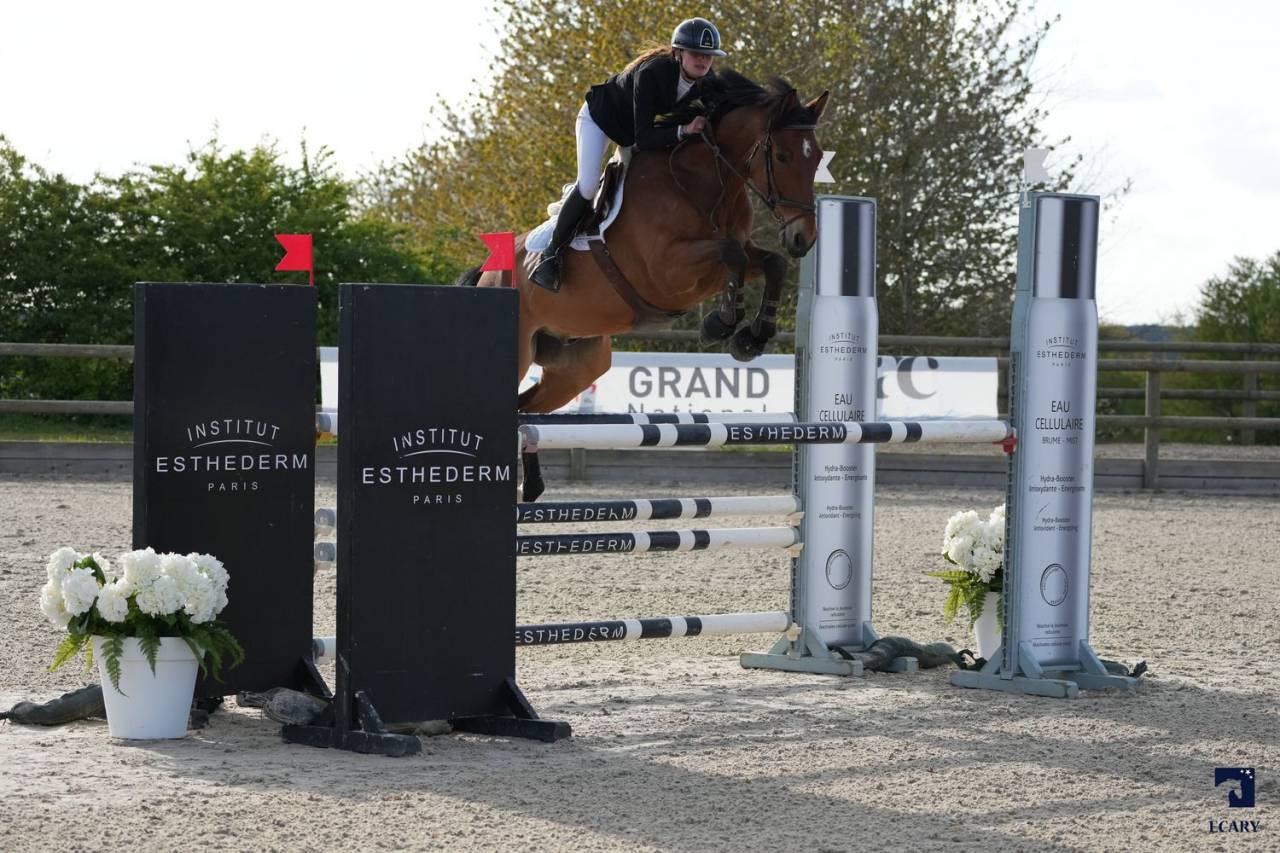 Caballo castrado Silla Franc&eacute;s En venta 2015 Bayo