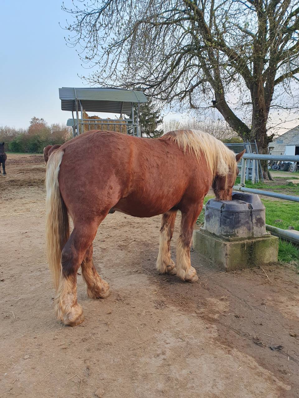 Caballo castrado Tiro Comtois En venta 2023 Alaz&aacute;n