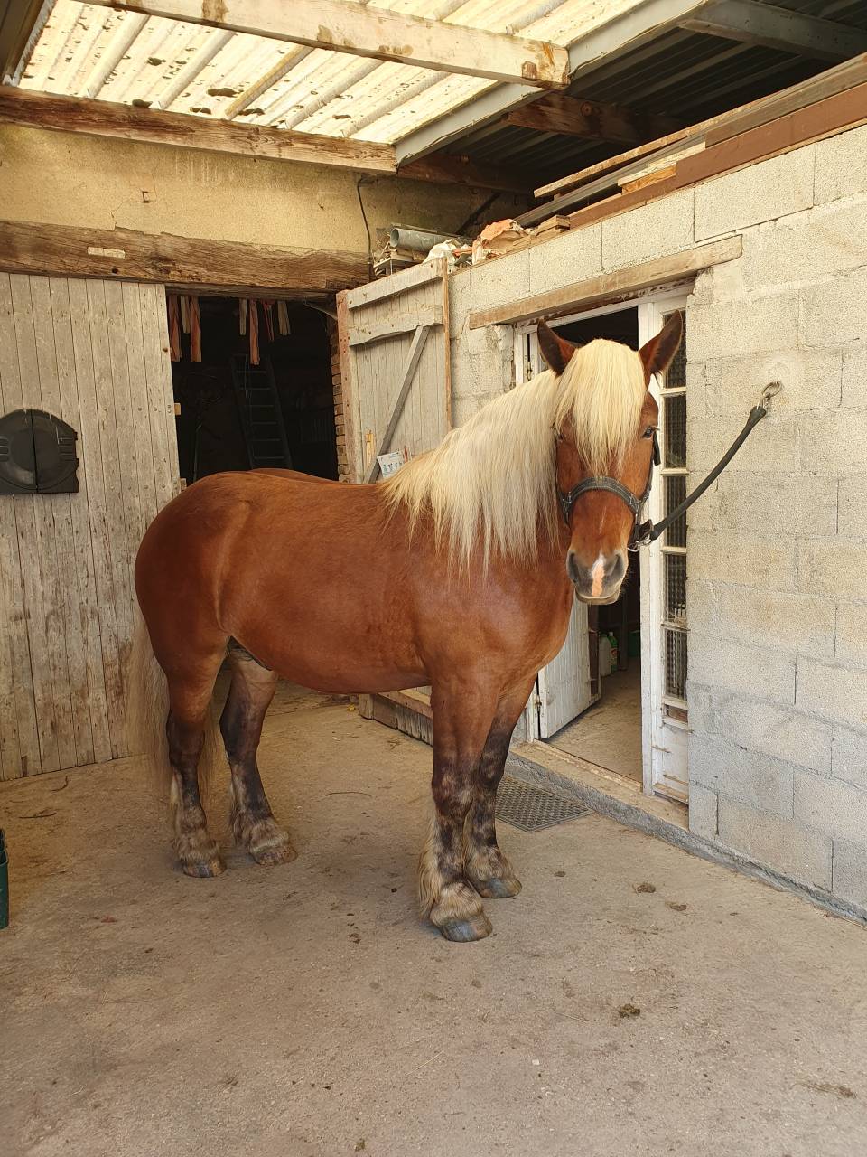 Caballo castrado Tiro Comtois En venta 2023 Alaz&aacute;n