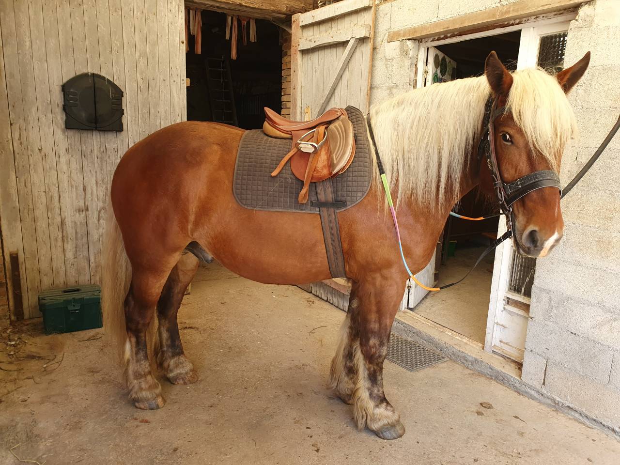 Caballo castrado Tiro Comtois En venta 2023 Alaz&aacute;n