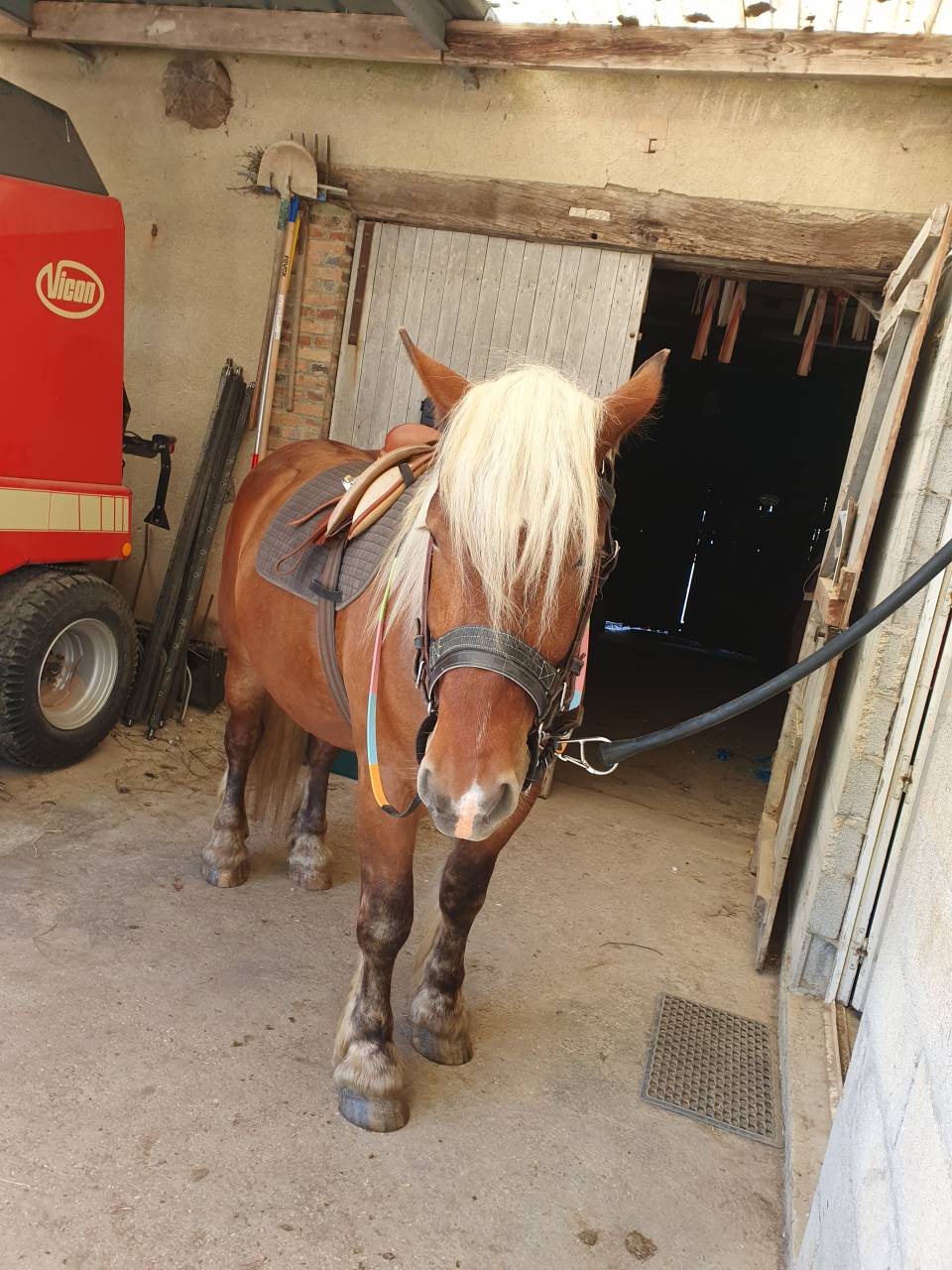 Caballo castrado Tiro Comtois En venta 2023 Alaz&aacute;n