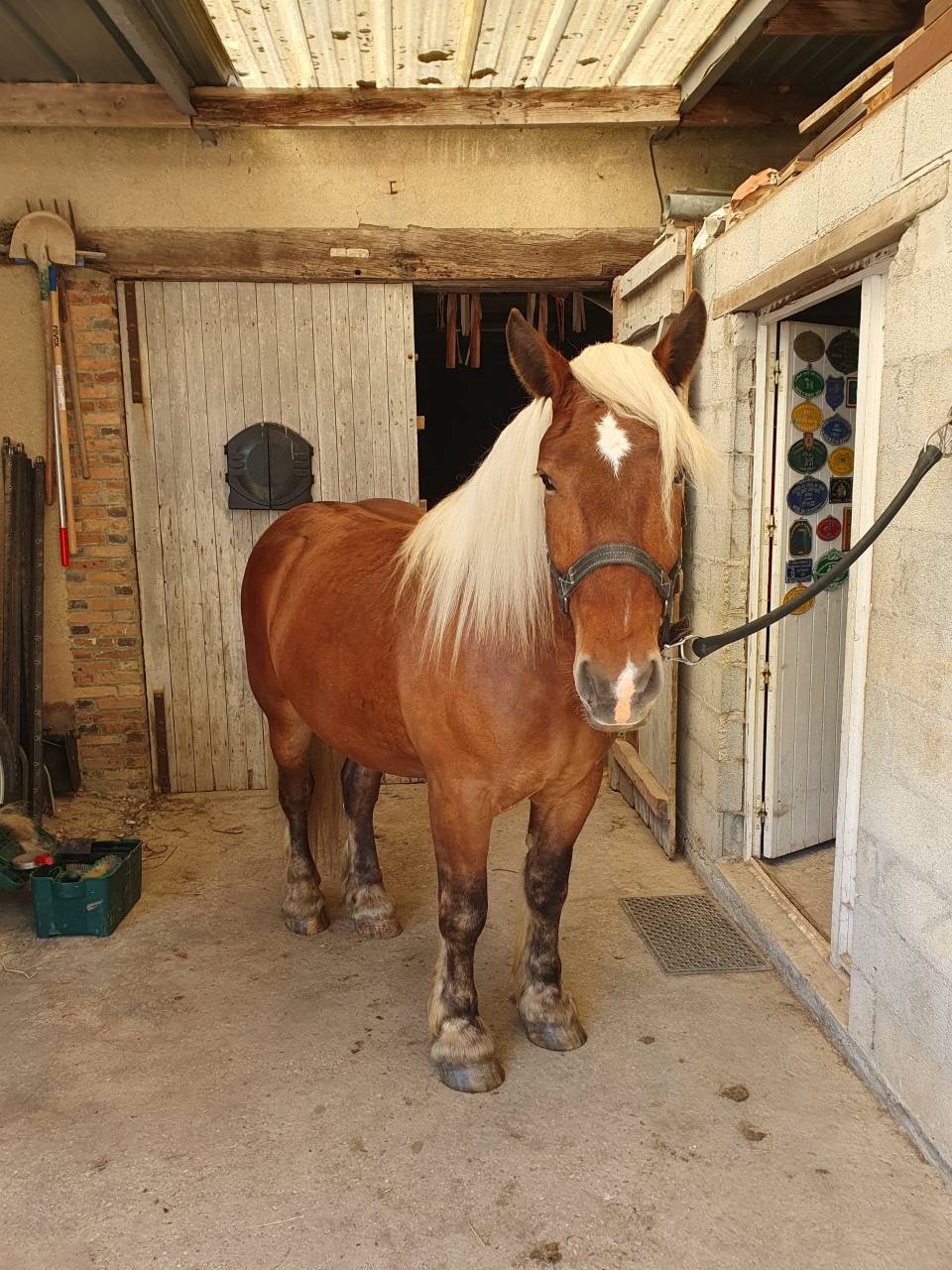 Caballo castrado Tiro Comtois En venta 2023 Alaz&aacute;n