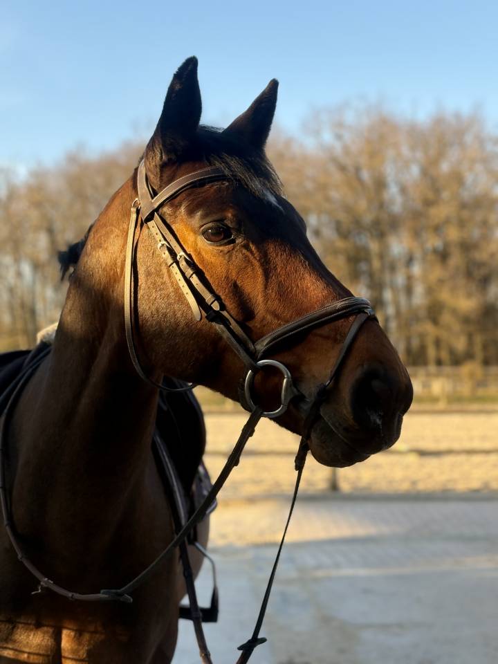 Caballo castrado Silla Franc&eacute;s En venta 2016 Bayo