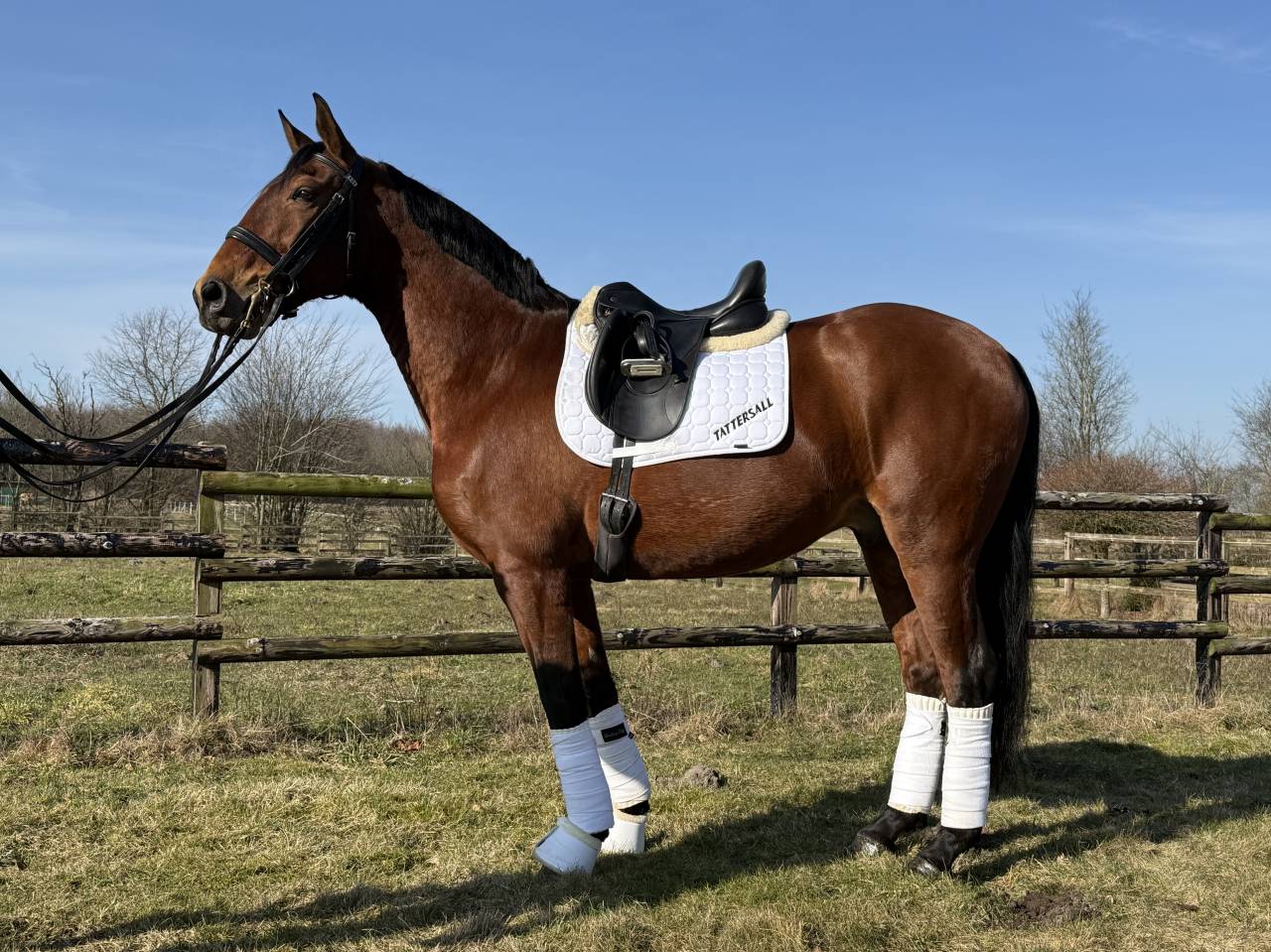 Caballo castrado Lusitano En venta 2015 Bocifuego por zimbro