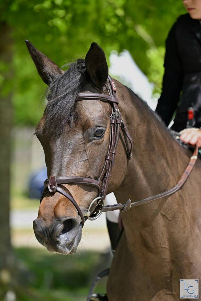 Yegua Trakehner En venta 2016 Negro por SIR SANSIBAR