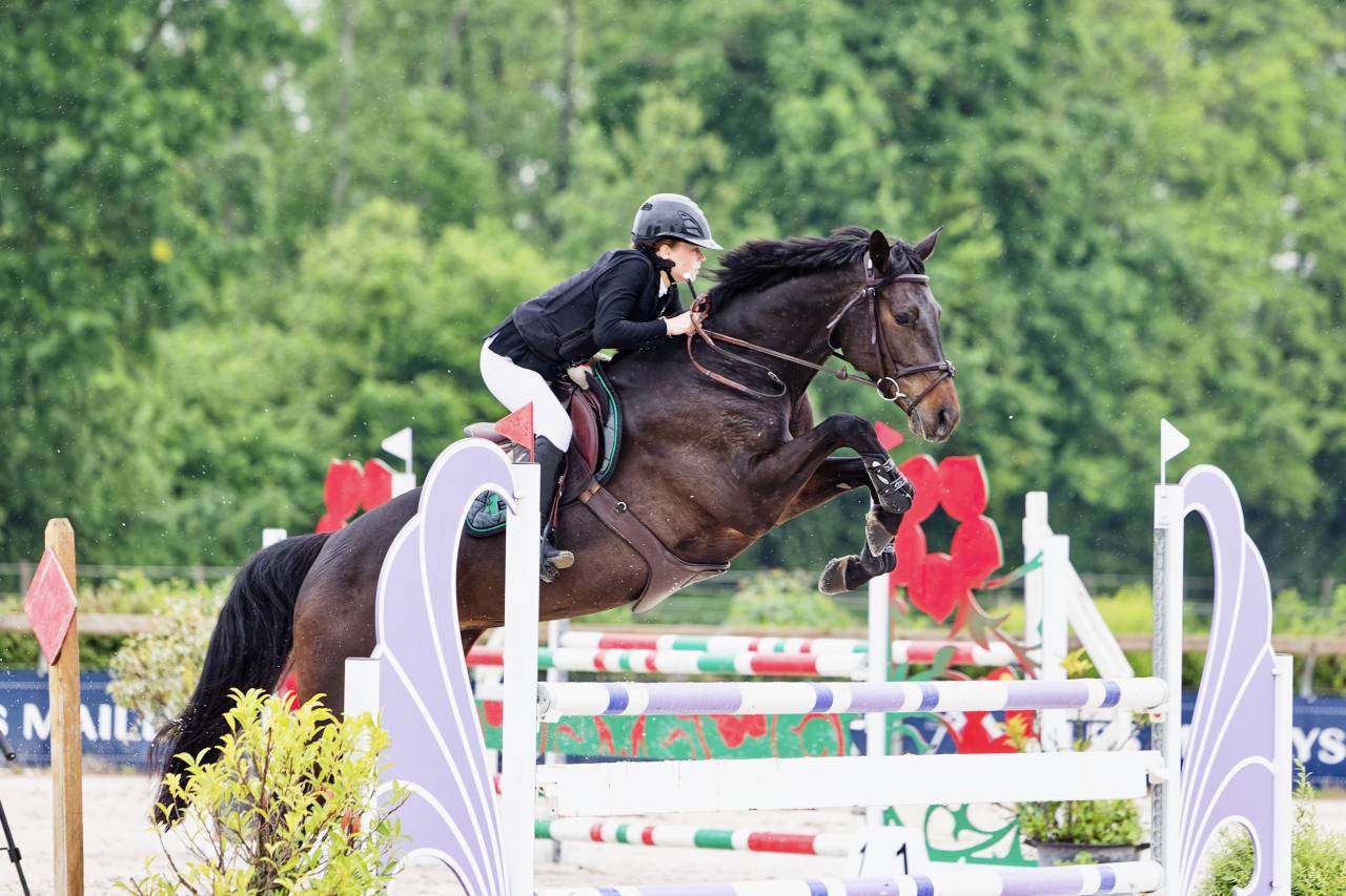 Yegua Trakehner En venta 2016 Negro por SIR SANSIBAR