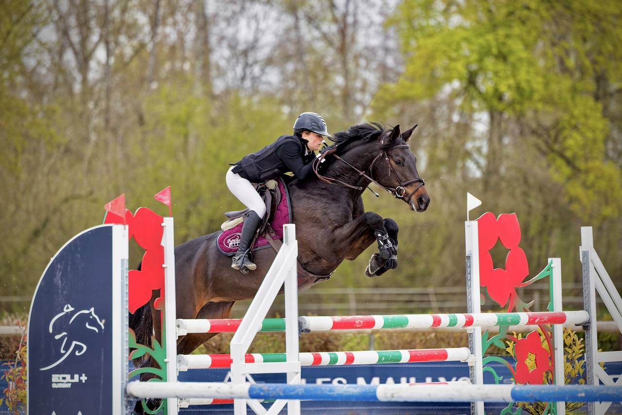 Yegua Trakehner En venta 2016 Negro por SIR SANSIBAR