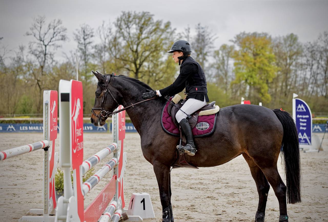 Yegua Trakehner En venta 2016 Negro por SIR SANSIBAR
