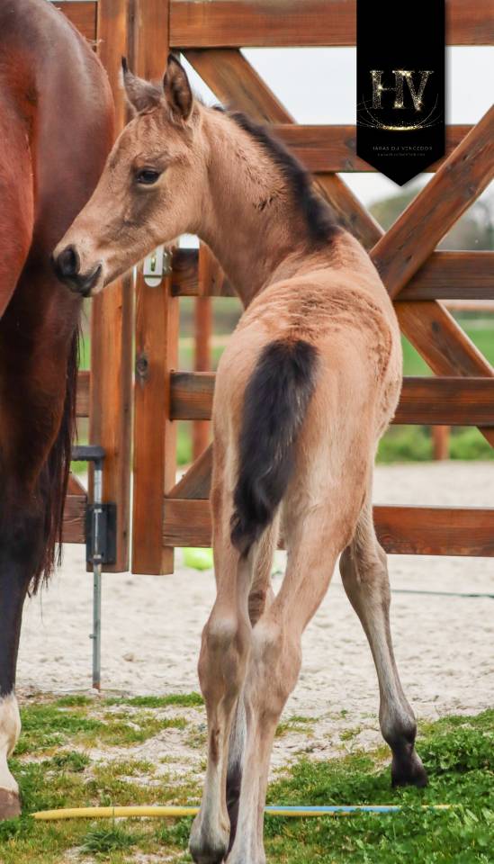 Potro KWPN Caballo de Deporte Neerland&eacute;s En venta 2026 Isabelo por Qaside MD