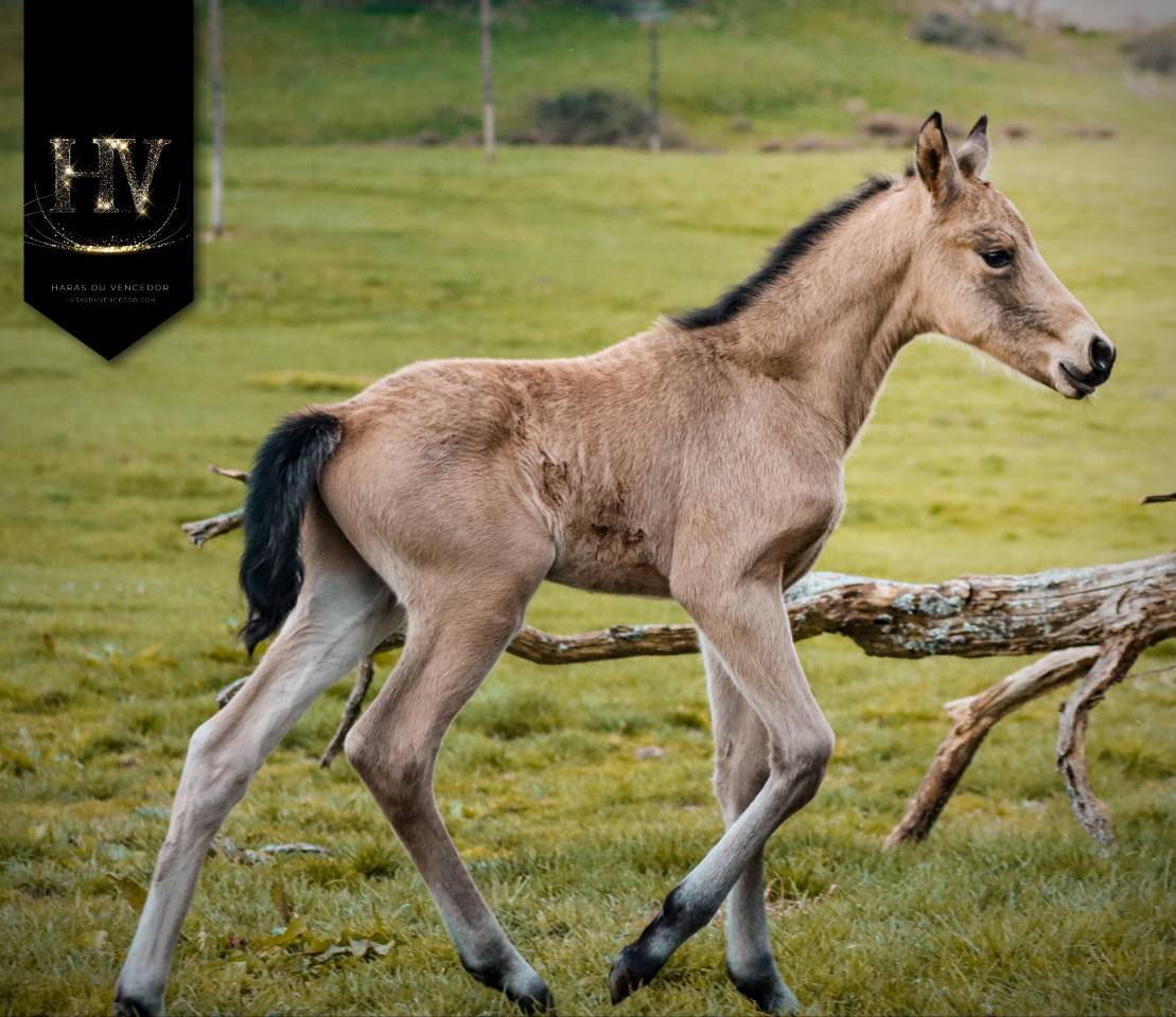 Potro KWPN Caballo de Deporte Neerland&eacute;s En venta 2026 Isabelo por Qaside MD