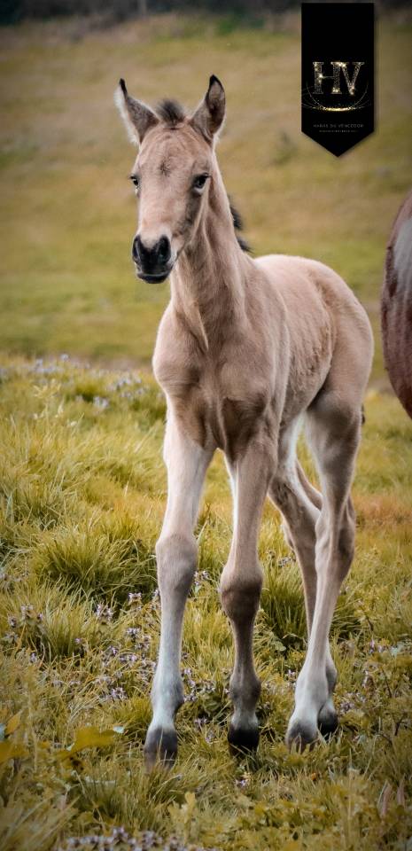 Potro KWPN Caballo de Deporte Neerland&eacute;s En venta 2026 Isabelo por Qaside MD
