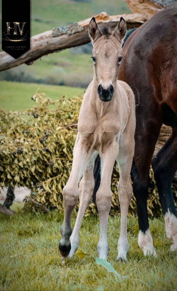Potro KWPN Caballo de Deporte Neerland&eacute;s En venta 2026 Isabelo por Qaside MD