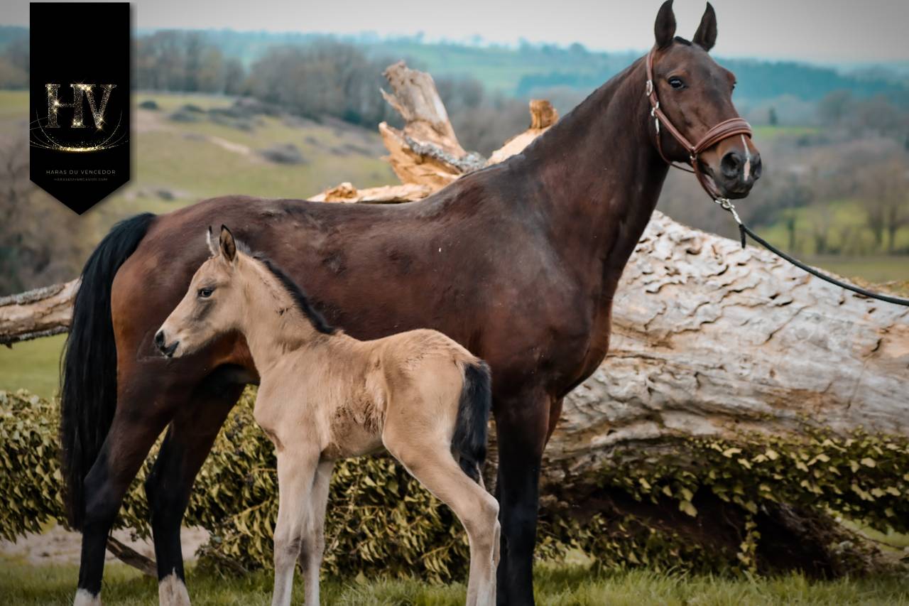 Potro KWPN Caballo de Deporte Neerland&eacute;s En venta 2026 Isabelo por Qaside MD