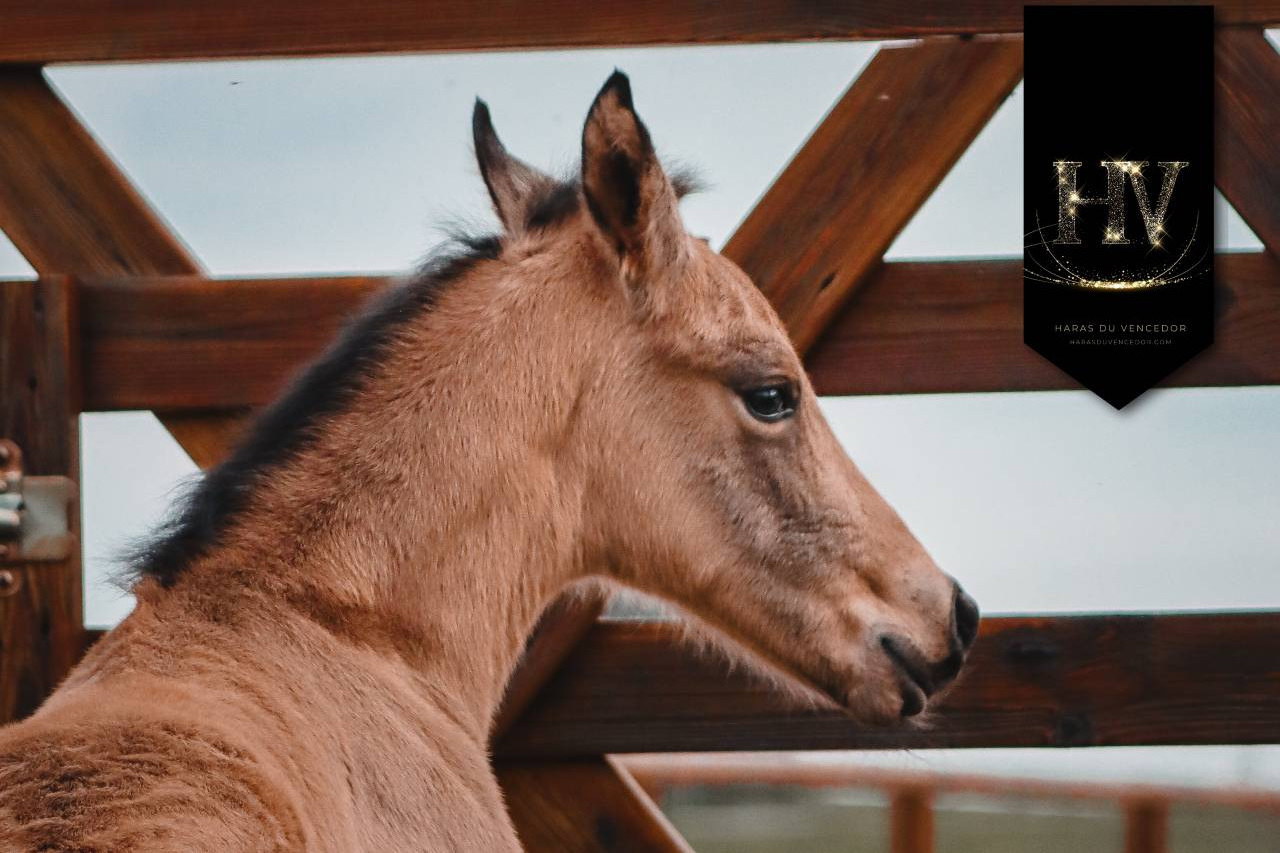 Potro KWPN Caballo de Deporte Neerland&eacute;s En venta 2026 Isabelo por Qaside MD