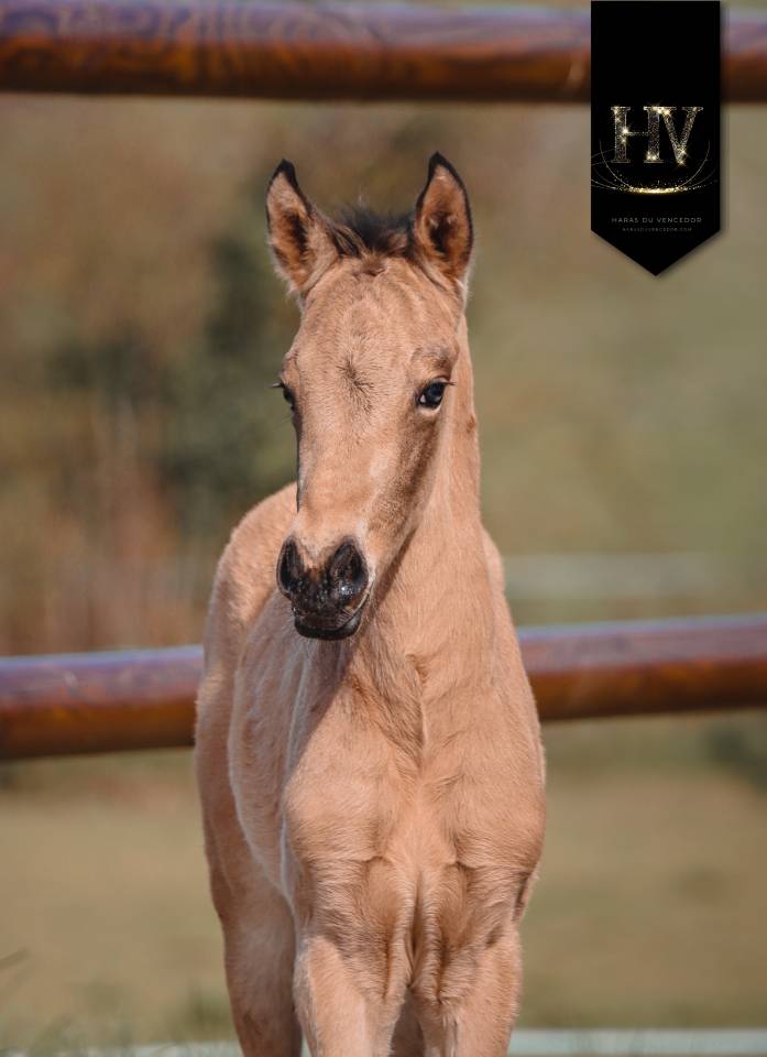 Potro KWPN Caballo de Deporte Neerland&eacute;s En venta 2026 Isabelo por Qaside MD