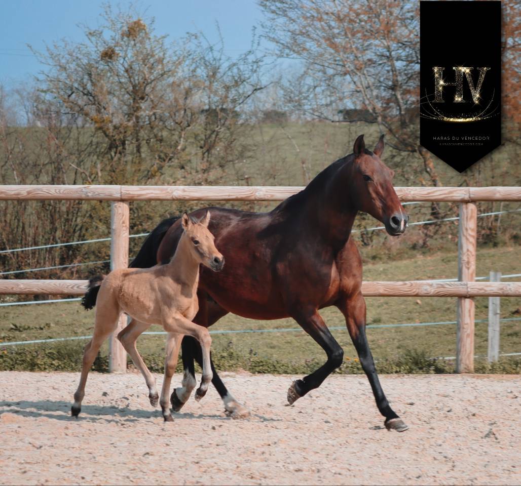 Potro KWPN Caballo de Deporte Neerland&eacute;s En venta 2026 Isabelo por Qaside MD