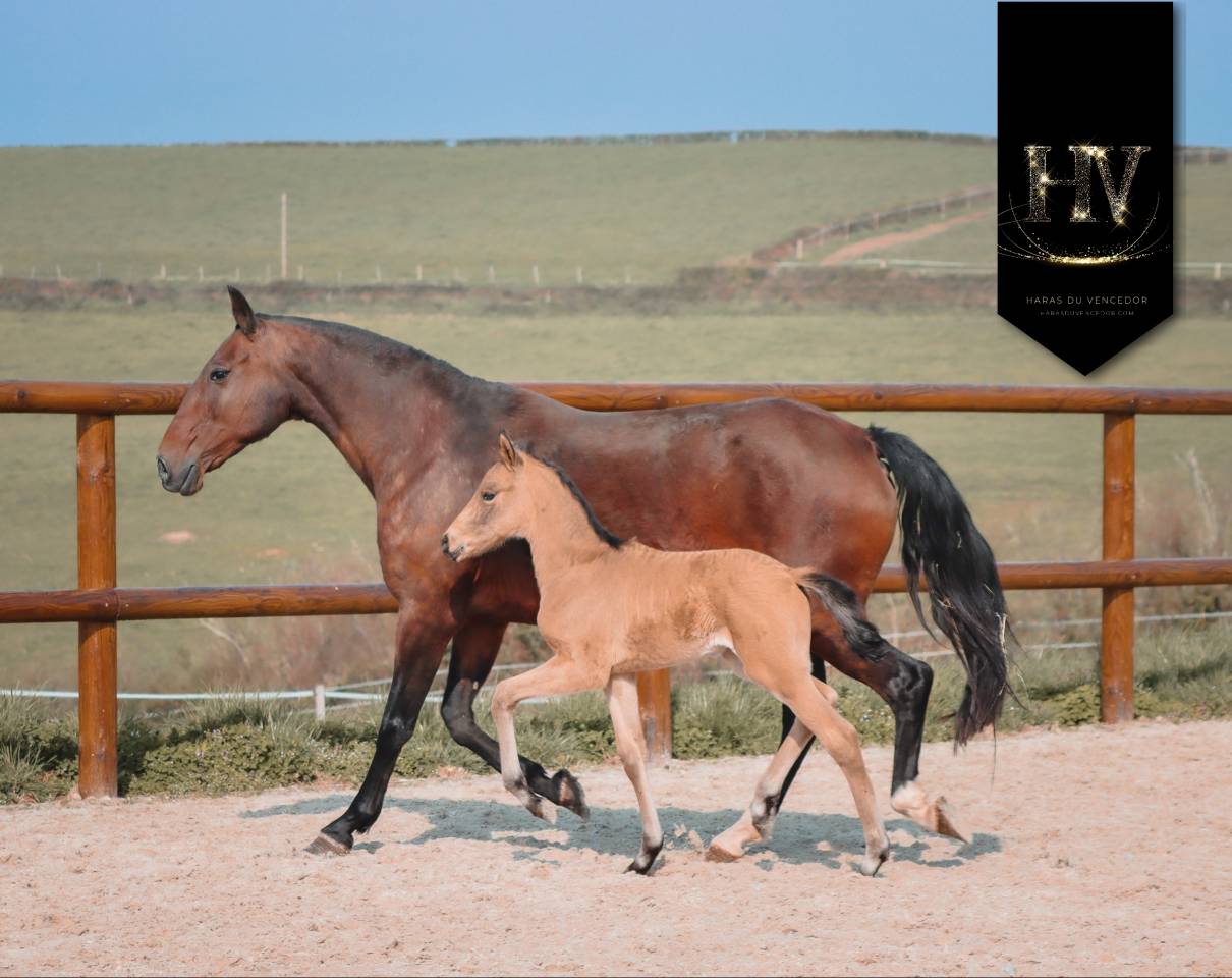 Potro KWPN Caballo de Deporte Neerland&eacute;s En venta 2026 Isabelo por Qaside MD