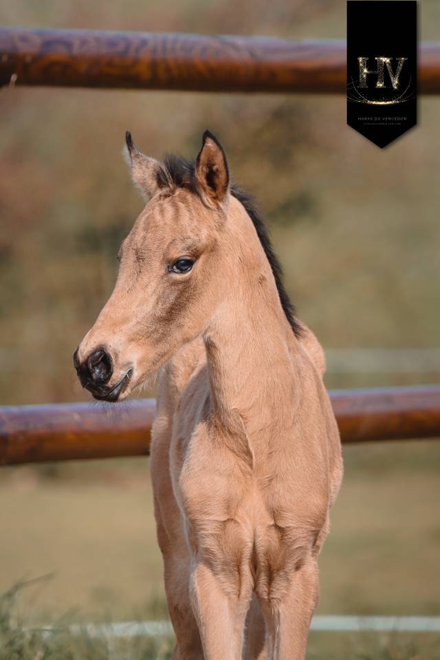 Potro KWPN Caballo de Deporte Neerland&eacute;s En venta 2026 Isabelo por Qaside MD