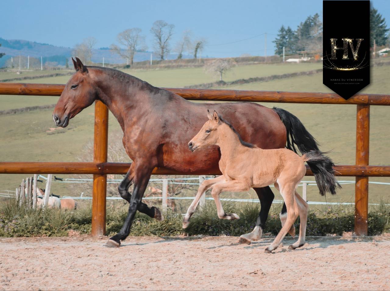 Potro KWPN Caballo de Deporte Neerland&eacute;s En venta 2026 Isabelo por Qaside MD