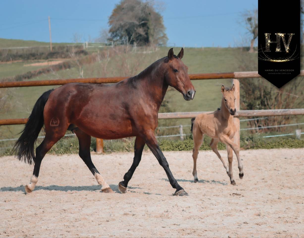 Potro KWPN Caballo de Deporte Neerland&eacute;s En venta 2026 Isabelo por Qaside MD