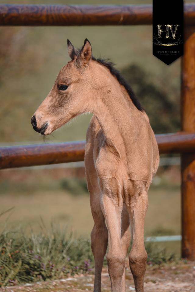 Potro KWPN Caballo de Deporte Neerland&eacute;s En venta 2026 Isabelo por Qaside MD
