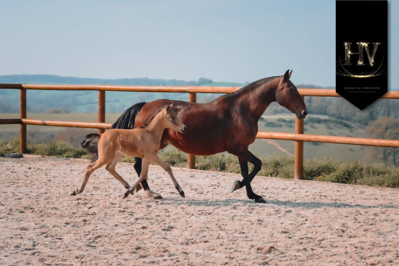 Potro KWPN Caballo de Deporte Neerland&eacute;s En venta 2026 Isabelo por Qaside MD