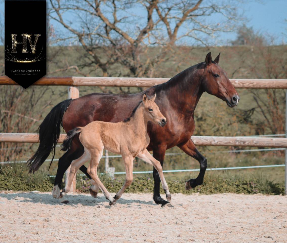 Potro KWPN Caballo de Deporte Neerland&eacute;s En venta 2026 Isabelo por Qaside MD