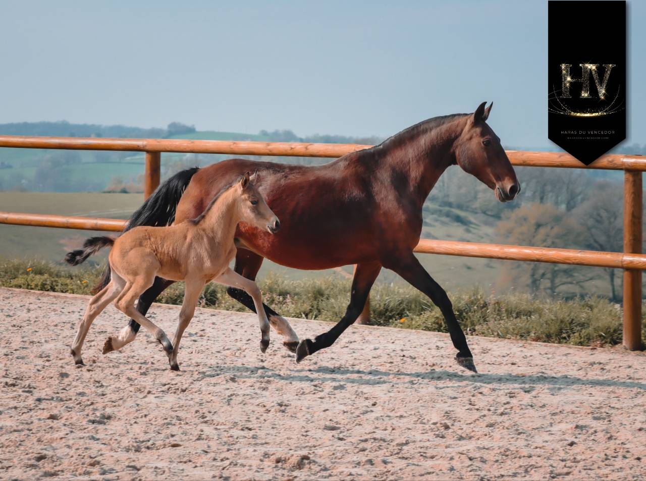 Potro KWPN Caballo de Deporte Neerland&eacute;s En venta 2026 Isabelo por Qaside MD
