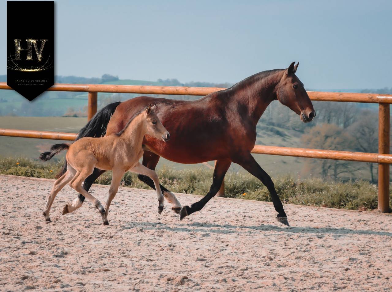 Potro KWPN Caballo de Deporte Neerland&eacute;s En venta 2026 Isabelo por Qaside MD