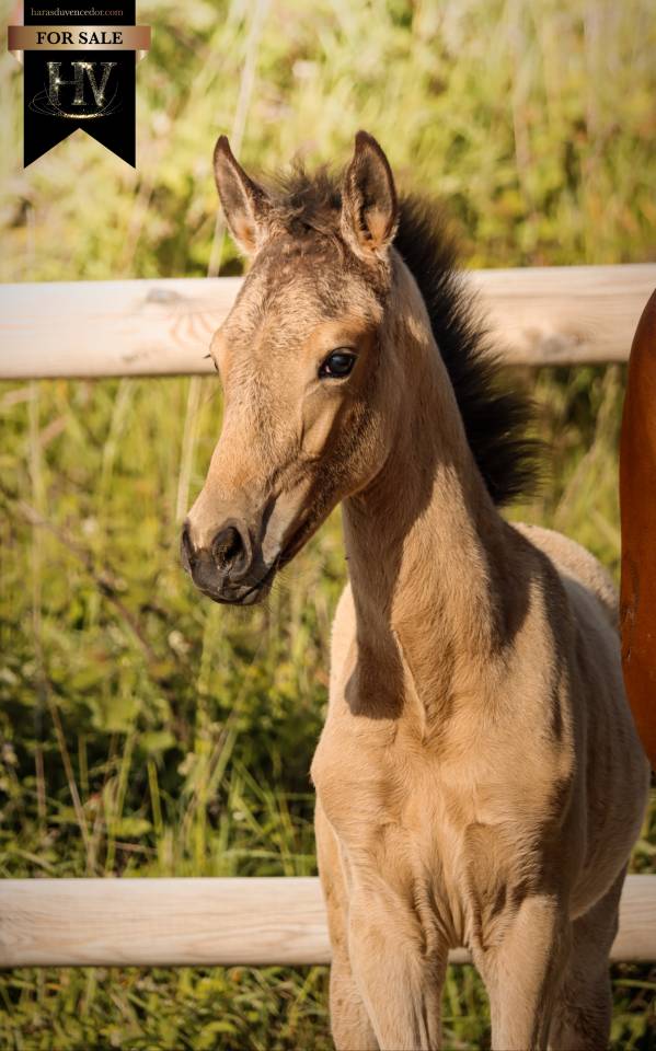 Potro KWPN Caballo de Deporte Neerland&eacute;s En venta 2026 Isabelo por Qaside MD