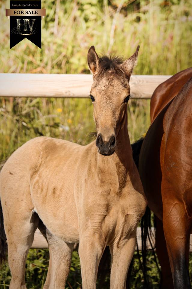 Potro KWPN Caballo de Deporte Neerland&eacute;s En venta 2026 Isabelo por Qaside MD