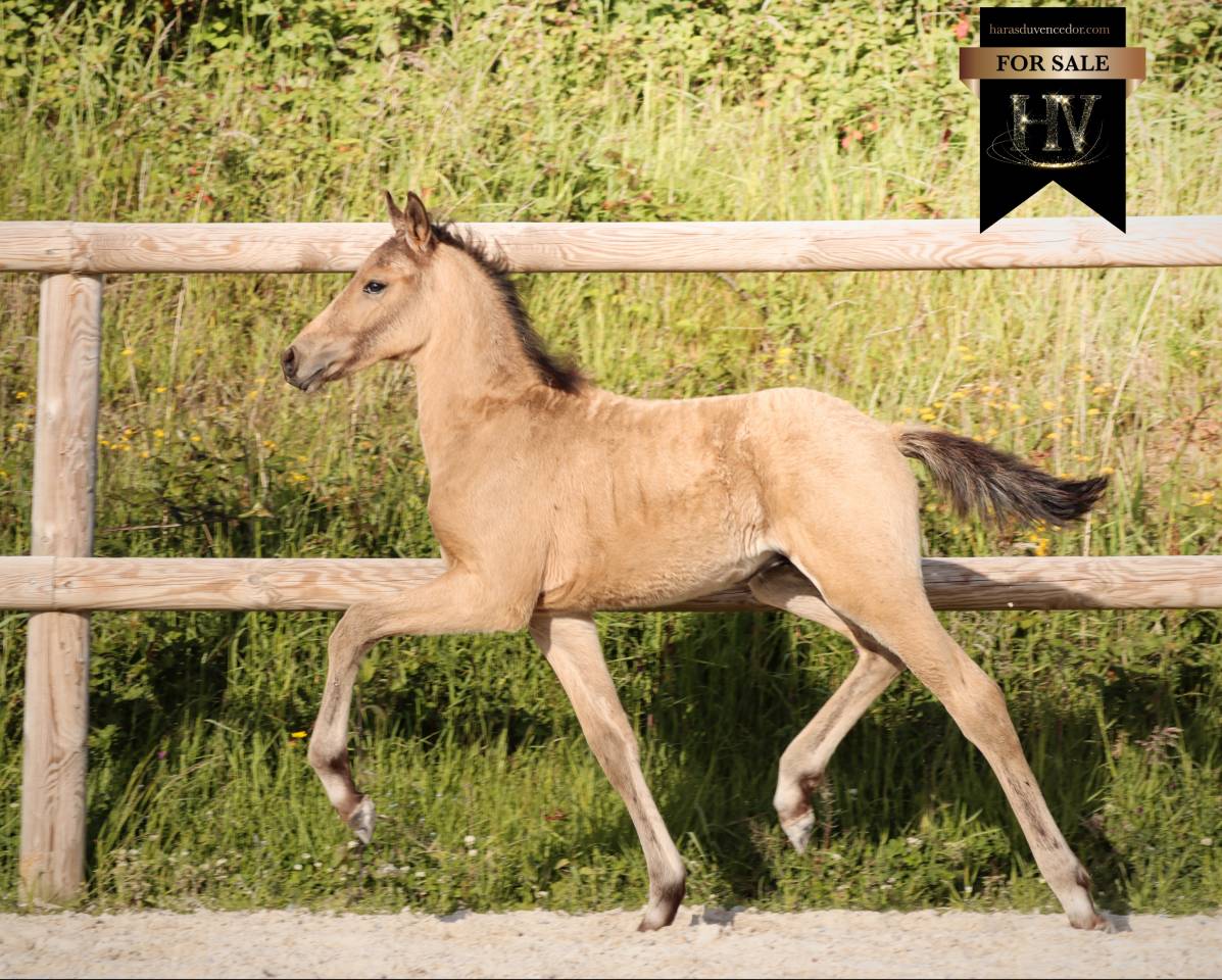 Potro KWPN Caballo de Deporte Neerland&eacute;s En venta 2026 Isabelo por Qaside MD