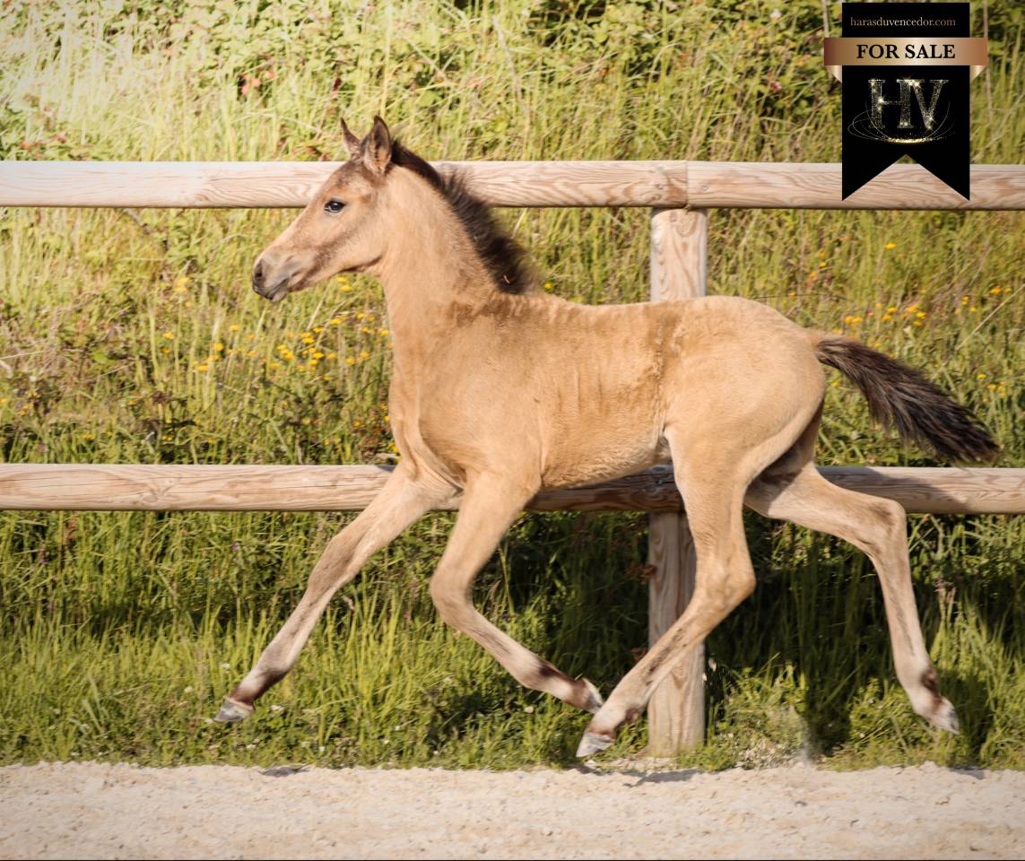 Potro KWPN Caballo de Deporte Neerland&eacute;s En venta 2026 Isabelo por Qaside MD
