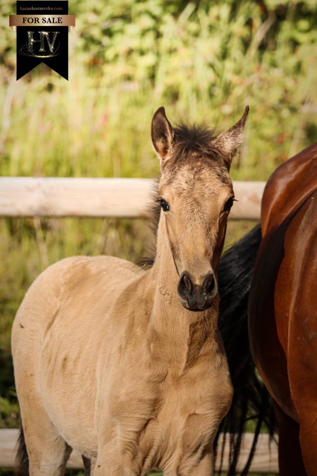 Potro KWPN Caballo de Deporte Neerland&eacute;s En venta 2026 Isabelo por Qaside MD
