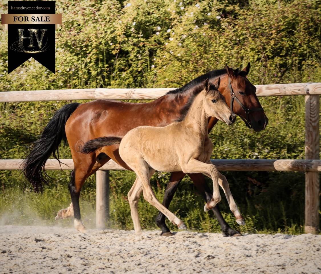 Potro KWPN Caballo de Deporte Neerland&eacute;s En venta 2026 Isabelo por Qaside MD