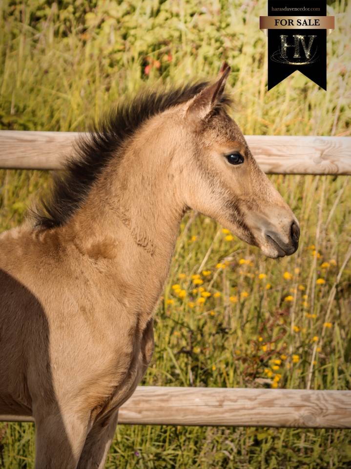 Potro KWPN Caballo de Deporte Neerland&eacute;s En venta 2026 Isabelo por Qaside MD
