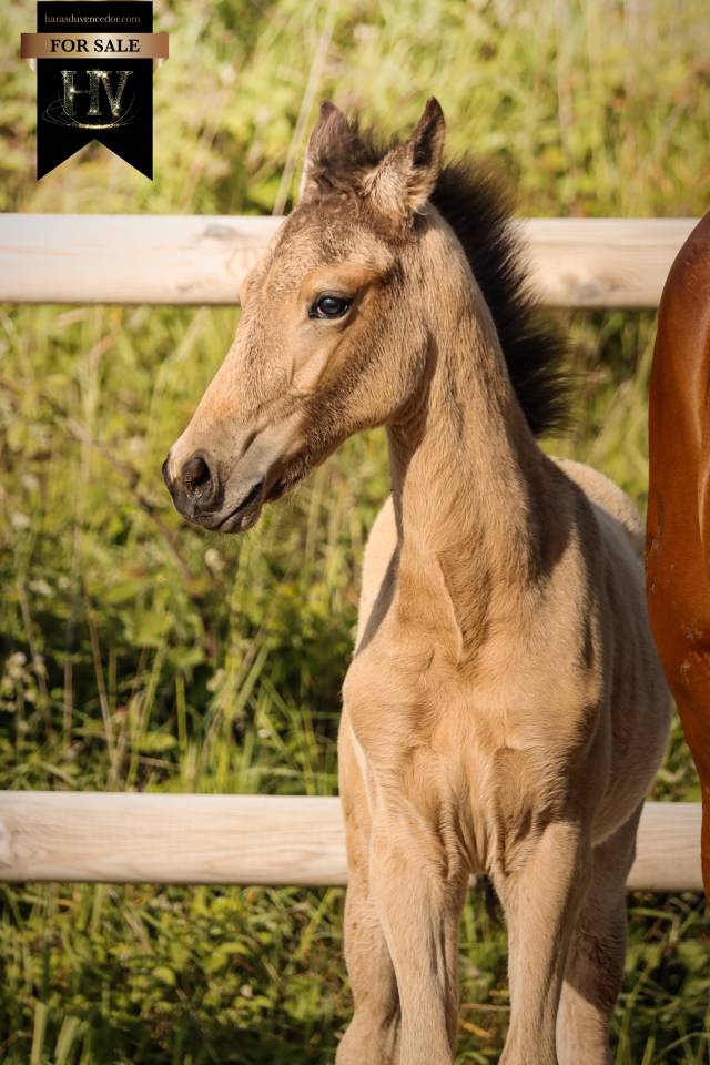 Potro KWPN Caballo de Deporte Neerland&eacute;s En venta 2026 Isabelo por Qaside MD