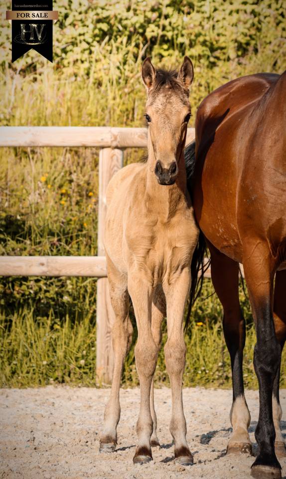 Potro KWPN Caballo de Deporte Neerland&eacute;s En venta 2026 Isabelo por Qaside MD