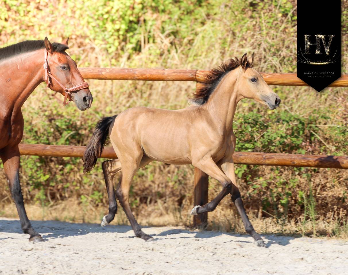 Potro KWPN Caballo de Deporte Neerland&eacute;s En venta 2026 Isabelo por Qaside MD