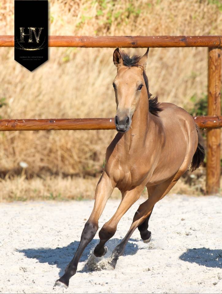 Potro KWPN Caballo de Deporte Neerland&eacute;s En venta 2026 Isabelo por Qaside MD