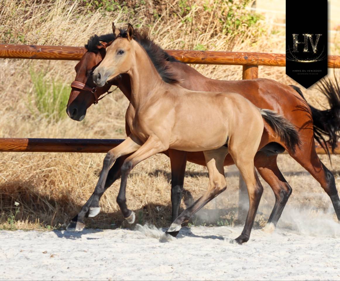Potro KWPN Caballo de Deporte Neerland&eacute;s En venta 2026 Isabelo por Qaside MD