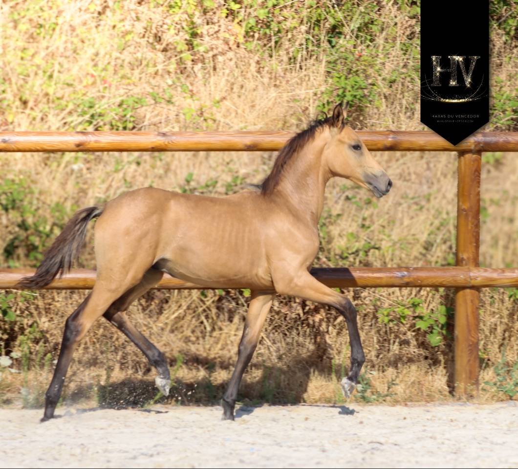 Potro KWPN Caballo de Deporte Neerland&eacute;s En venta 2026 Isabelo por Qaside MD